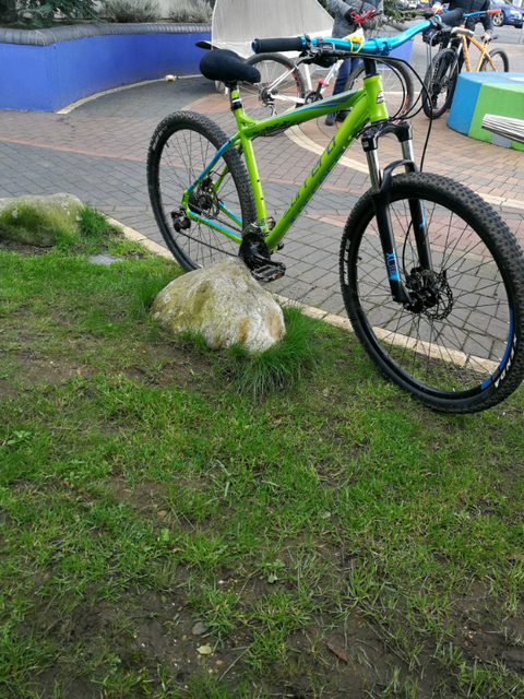 carrera sulcata green and blue